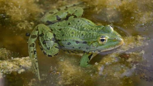 Katak Yang Sabar dan Berproses
