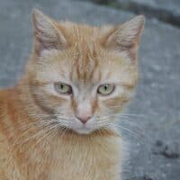 Teks Lagu Anak Daerah Bali : Meong Meong