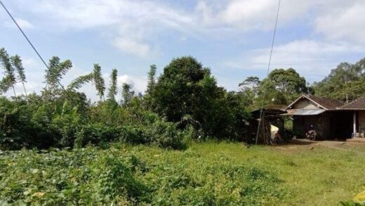 Jual Tanah Perkebunan Kopi Produktif 6,4 Ha Pupuan Tabanan