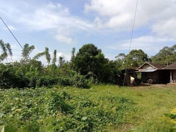 Jual Tanah Perkebunan Kopi Produktif 6,4 Ha Pupuan Tabanan Jual Tanah Perkebunan Kopi Produktif 6,4 Ha Pupuan Tabanan