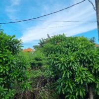 Sewa Min 20 Tahun Tanah 1680m2 Tukad Badung Renon Denpasar Selatan