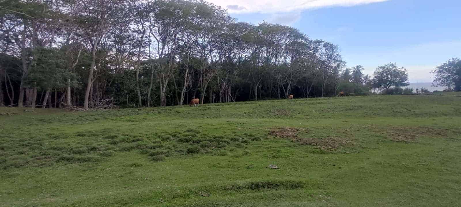 Jual Tanah Premium 15203m2 Pinggir Pantai Antap Selemadeg Tabanan Jual Tanah Premium 15203m2 Pinggir Pantai Antap Selemadeg Tabanan
