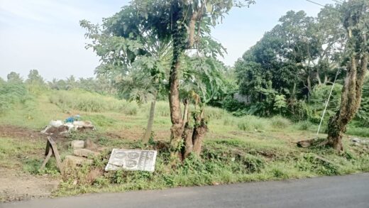 Jual Tanah Kosong 5365m2 Kerambitan Tabanan