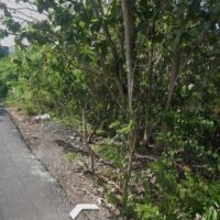 Peluang Investasi Harga Terjangkau Tanah 5750m2 Gubug Sari Kutuh Badung
