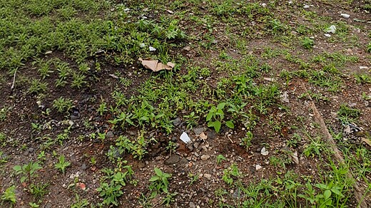 Sewa Min 5 Tahun Tanah 1120m2 Bypass Ir Sukarno Tabanan