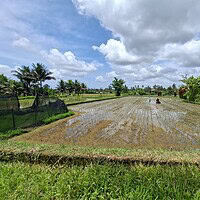 Jual Tanah 52 Are Pejeng Kaja Ubud View Gunung Sawah