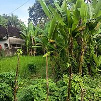 Jual Tanah 2 Are Kutuh Kerambitan Tabanan