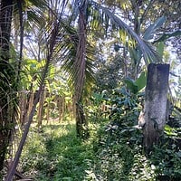 Jual Tanah 35 Are Bresela Ubud Gianyar