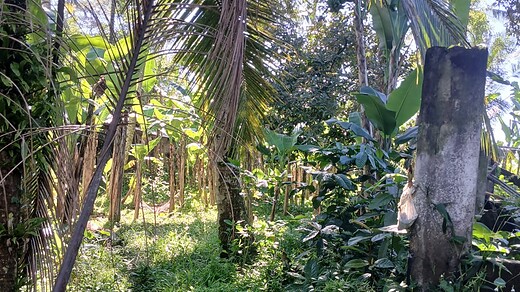 Jual Tanah 35 Are Bresela Ubud Gianyar