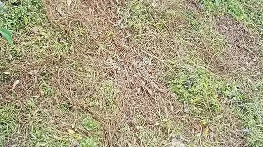 Jual Tanah Siap Bangun Bebas Banjir 180m2 atau 490m2 Kerobokan Badung