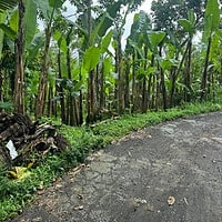 Jual Tanah 40 Are Kerta Payangan Gianyar