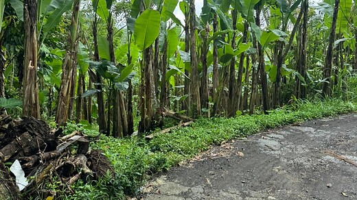Jual Tanah 40 Are Kerta Payangan Gianyar