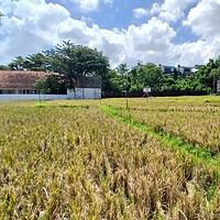 Sewa Min 10 Tahun Tanah Hadap Selatan 24 Are Pantai Berawa Badung