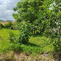 Sewa Tanah 647m2 Babadan Mengwi Badung